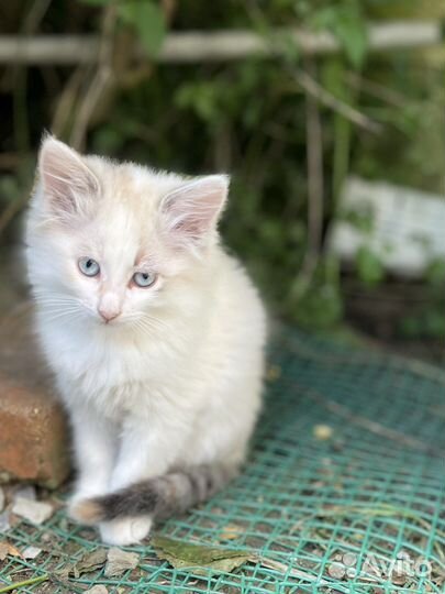 Котята метисы