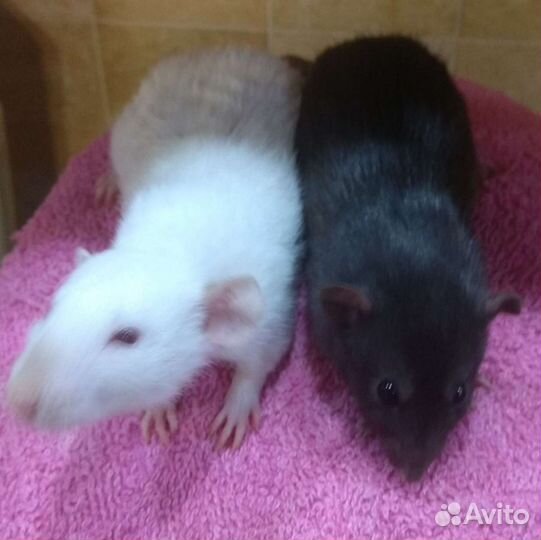 Малыши крысята Дамбо на подарки