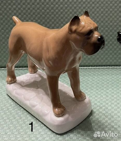 Кане- корсо