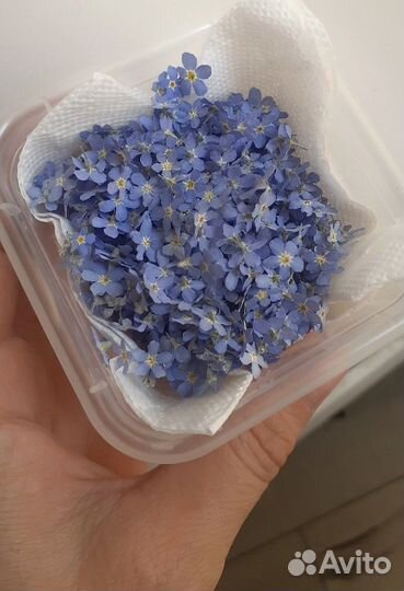 Незабудуи сухоцветы