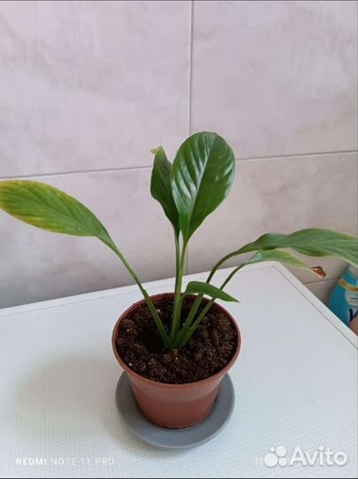 Спатифуллум