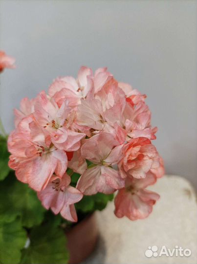 Пеларгония герань