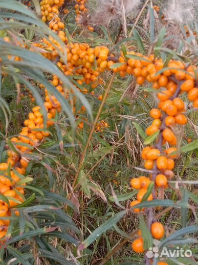 Свежая лесная облепиха