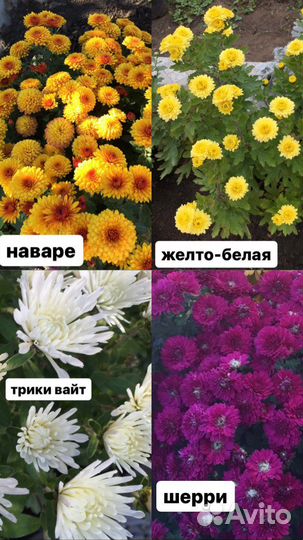 Хризантемы мультифлора