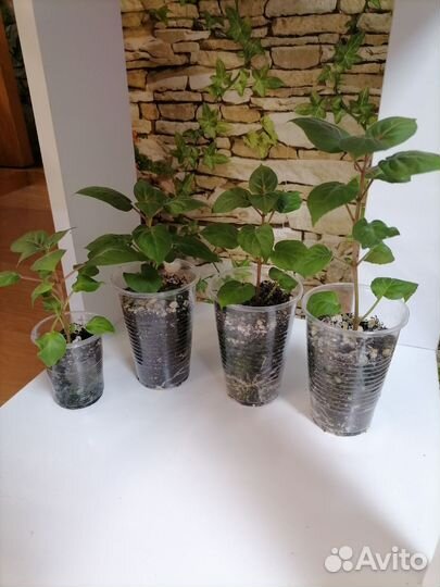 Сингониумы в ассортименте