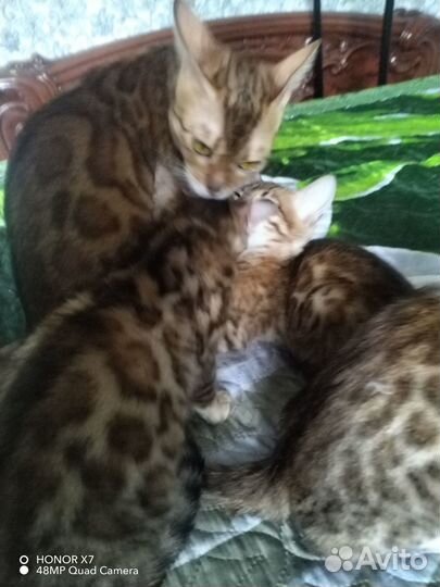 Бенгальские котята