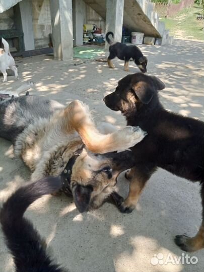 Чистокровные щенки овчарки