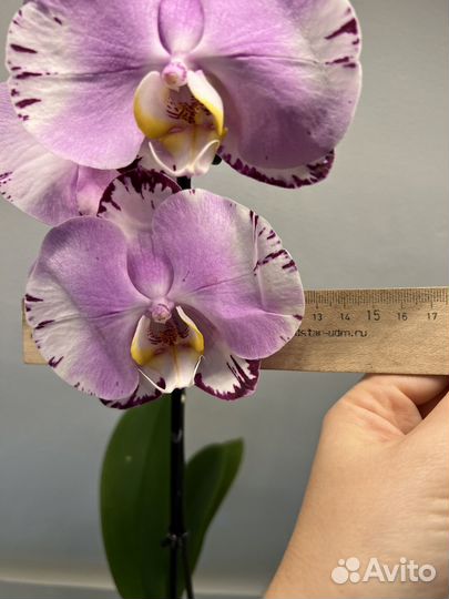 Орхидея фаленопсис Art Nouveau