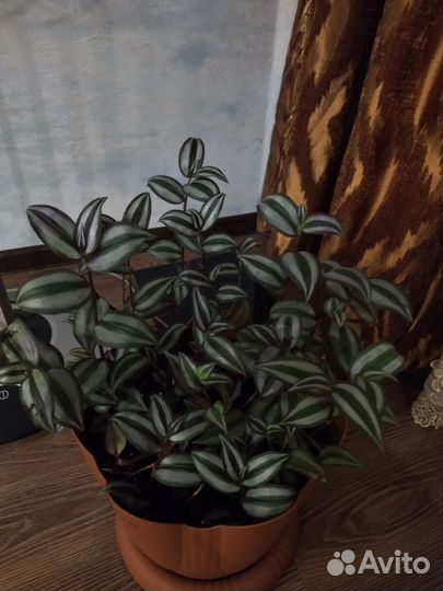 Традесканция 3 вида