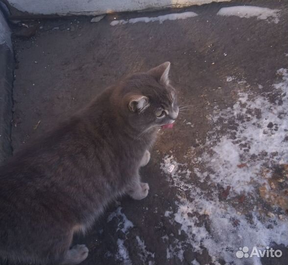 Кошечку в добрые руки