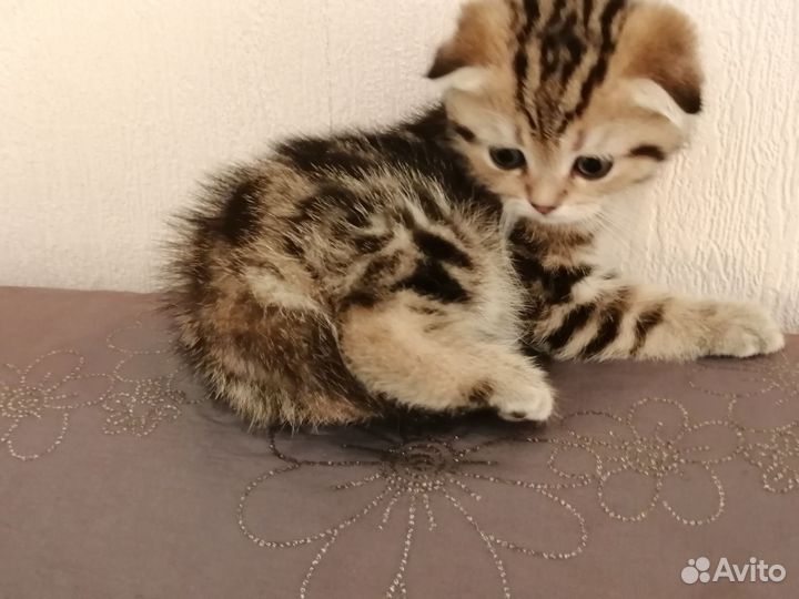 Шотландские котята