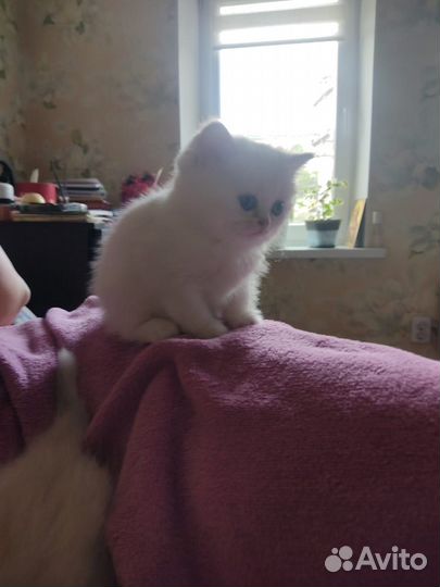 Малышка ищет семью