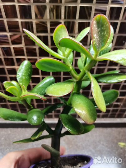 Денежное дерево