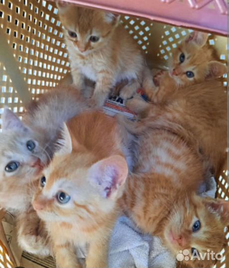 Котяточки из приюта