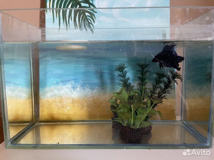 Аквариум с рыбкой