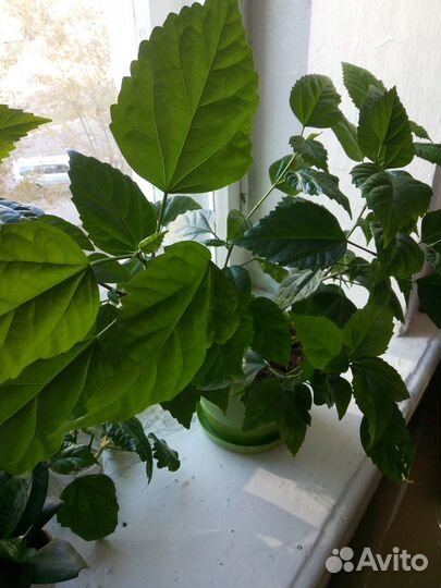 Гибискус китайская роза