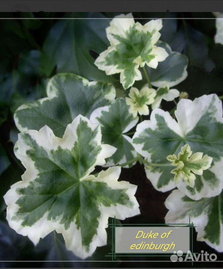 Пеларгония герань