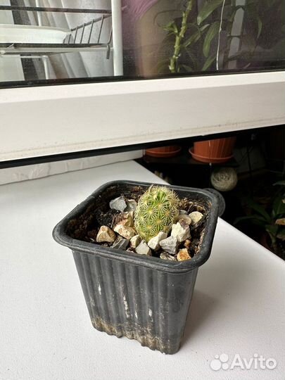 Кактус, мамилярии