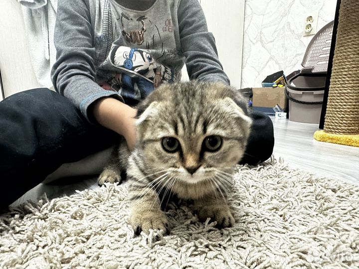 Шотладнка вислоухая