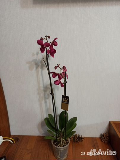 Орхидея фаленопсис Паваротти Пелор, 2 ствола
