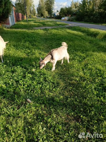 Козы козлы козлята