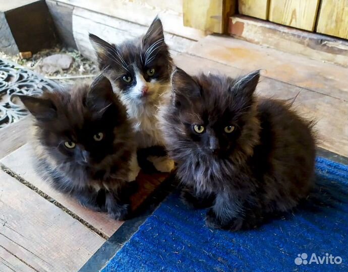 Сибирские котята-девочки в дар хорошим людям