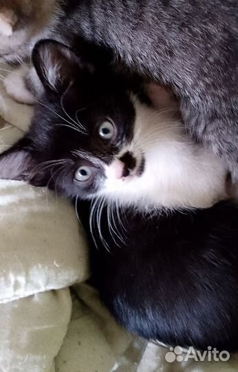 Котята 2 мес (мальчики и девочка)