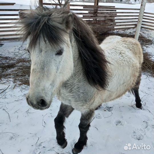 Жеребенок пони