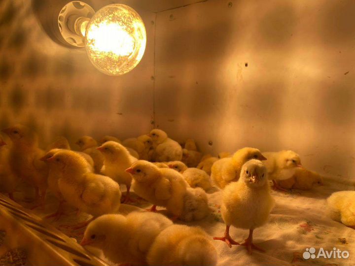 Цыплята бройлеры кобб 500