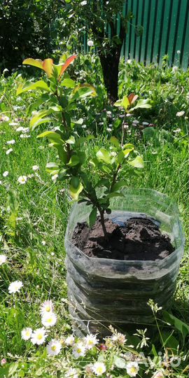 Саженцы декоративных кустарников