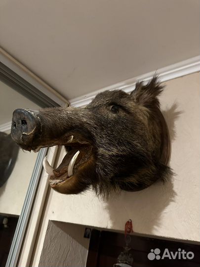 Чучело головы кабана