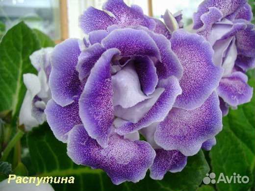 Глоксинии, мята комнатная, шефлера