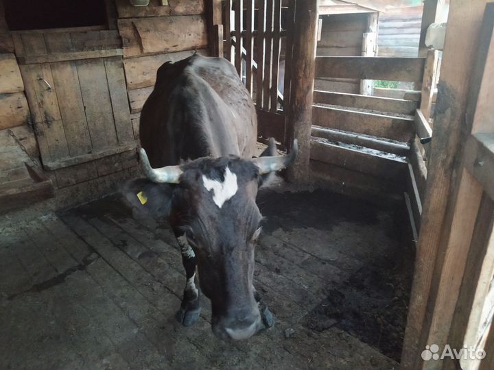 Корова стельная дойная