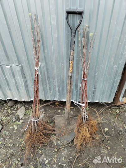 Саженцы яблони опт. Персик. Алыча. Абрикос. Груша