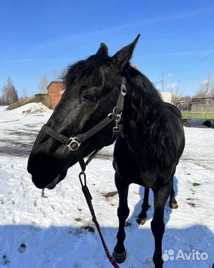 Карачаевский жеребец