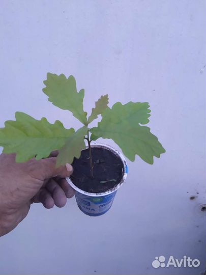 Саженцы дуба