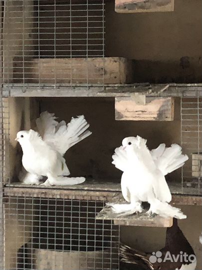 Продажа голубей
