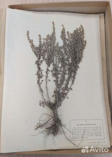 Гербарий СССР