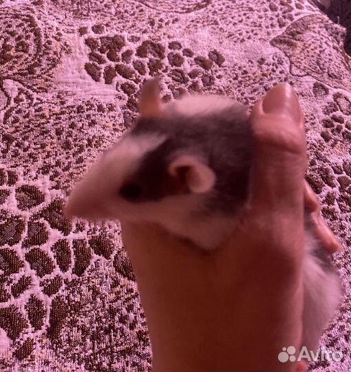 Крыса дамбо