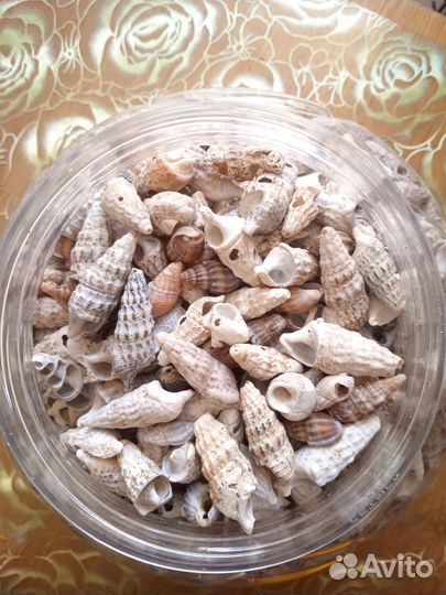 Морские ракушки