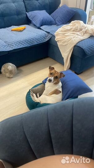 Джек Рассел вязка