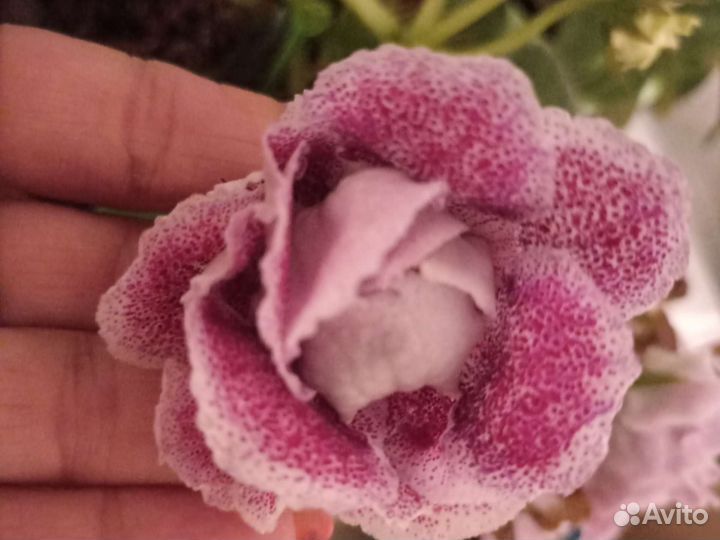 Цветы глоксиния