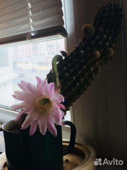 Цветок Кактус Кактусы
