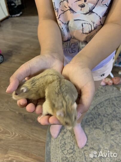 Джунгарский хомяк