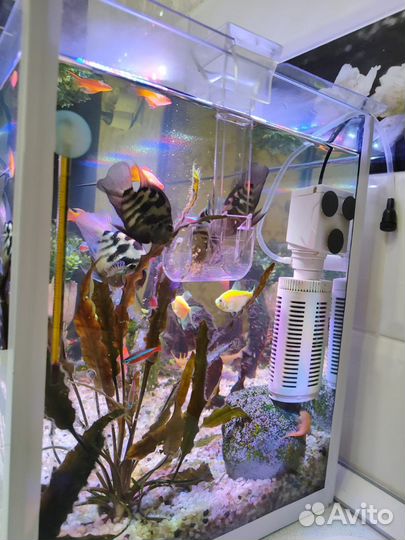 Аквариум с рыбками, 75 литров