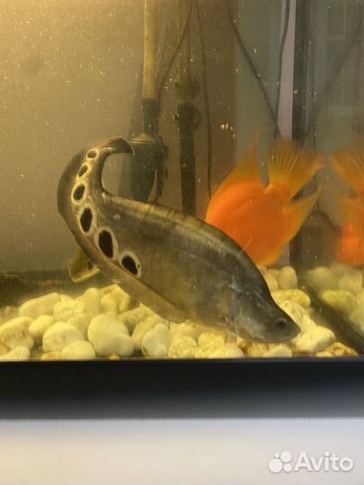 Индийский нож, акулий балу