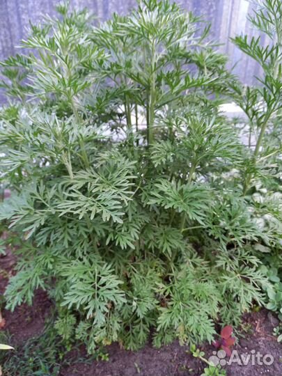 Серебристая полынь