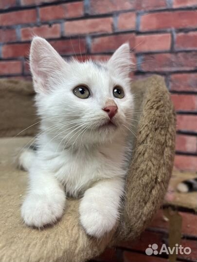 Котенок девочка Стеша 2,5 мес ищет семью