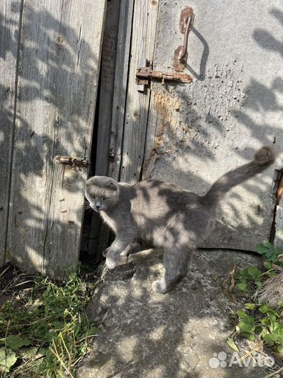 Кошка бесплатно в добрые руки