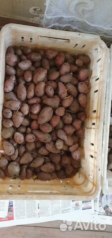 Семенной картофель